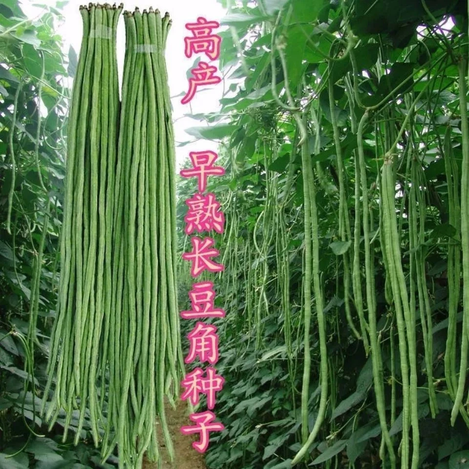 摘不败高产豇豆种子特长豇豆豆角高产春秋四季播浅绿架豆蔬菜种孑