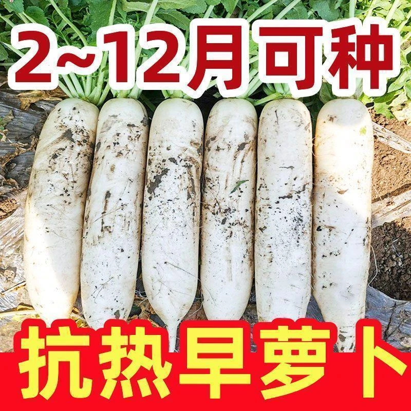【耐热白萝卜】白玉萝卜早熟抗热抗病高产大白萝卜种子耐高温蔬菜