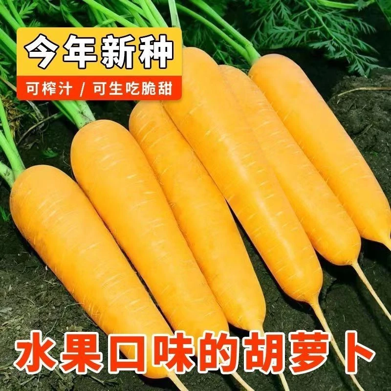 黄参水果胡萝卜种孑齐头黄胡萝卜种子春秋四季春四季庭院蔬菜种籽