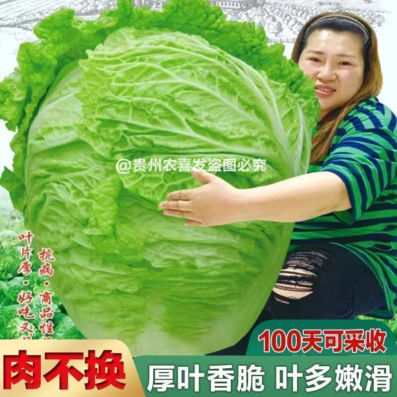 肉不换越冬大白菜种子山东大白菜种籽大白菜种子抗病高产多叶白菜