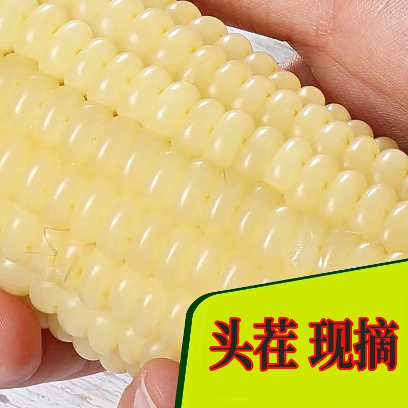 大白糯二支