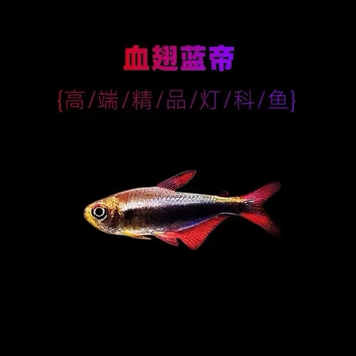 血翅蓝帝灯帝王灯黑帝王灯黑灯鱼蓝国王灯彩虹帝王灯淡水鱼灯科鱼