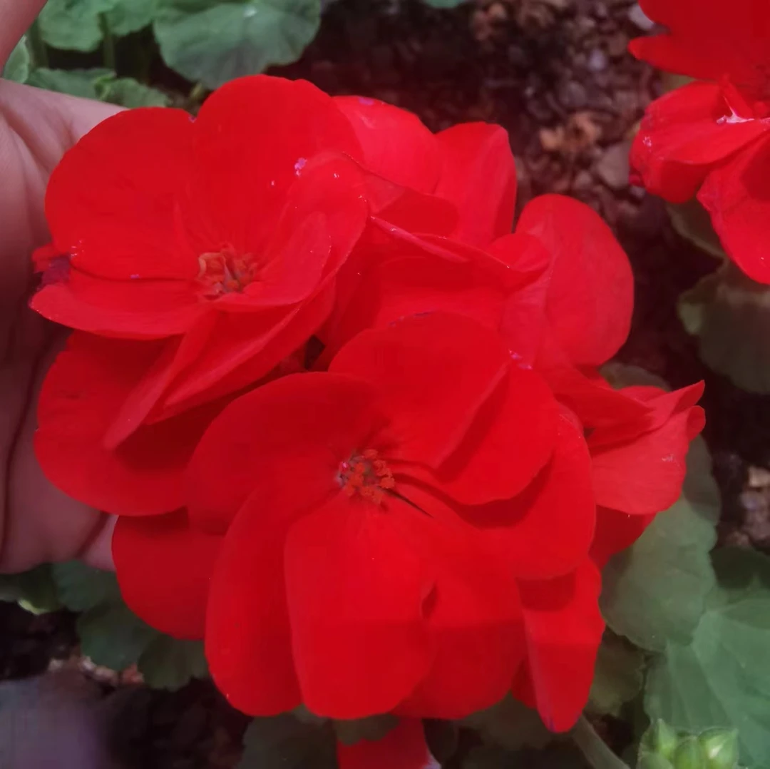 【猩红】直立天竺葵 大花球 勤花