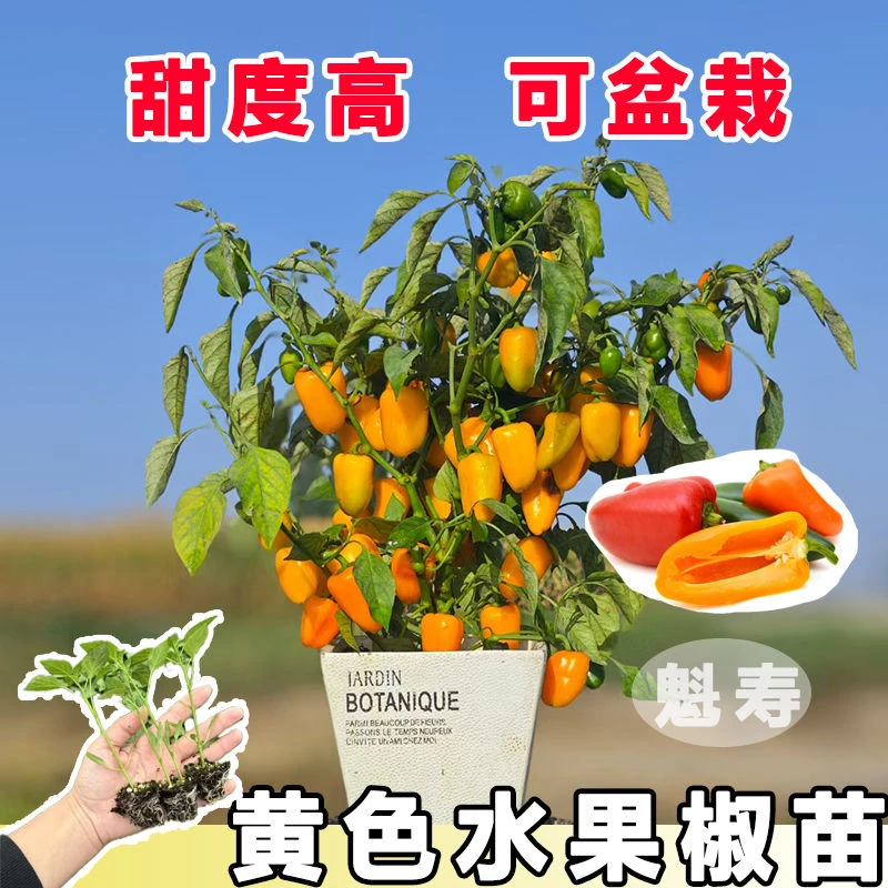 红黄水果椒苗种子种籽辣椒苗秧菜苗盆栽蔬菜苗子春季南方籽种秧苗