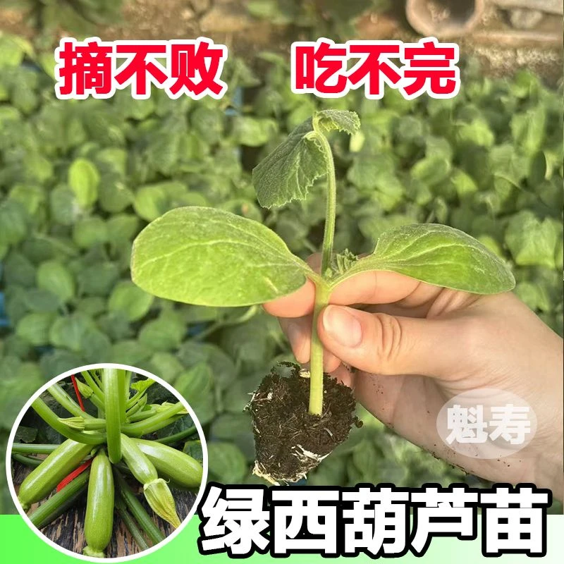 【西葫芦苗】种子苗子角瓜种子苗子四季高产阳台种植耐热抗病毒