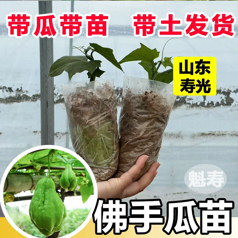 高产佛手瓜种苗瓜芽阳台庭院田园易种植种子佛手瓜芽龙须菜四季瓜