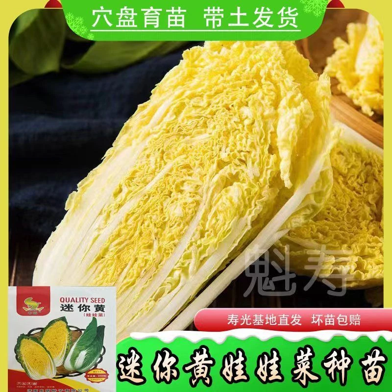 迷你黄娃娃菜种子黄心白菜春秋白菜单株重500-1000克纤维少口感好