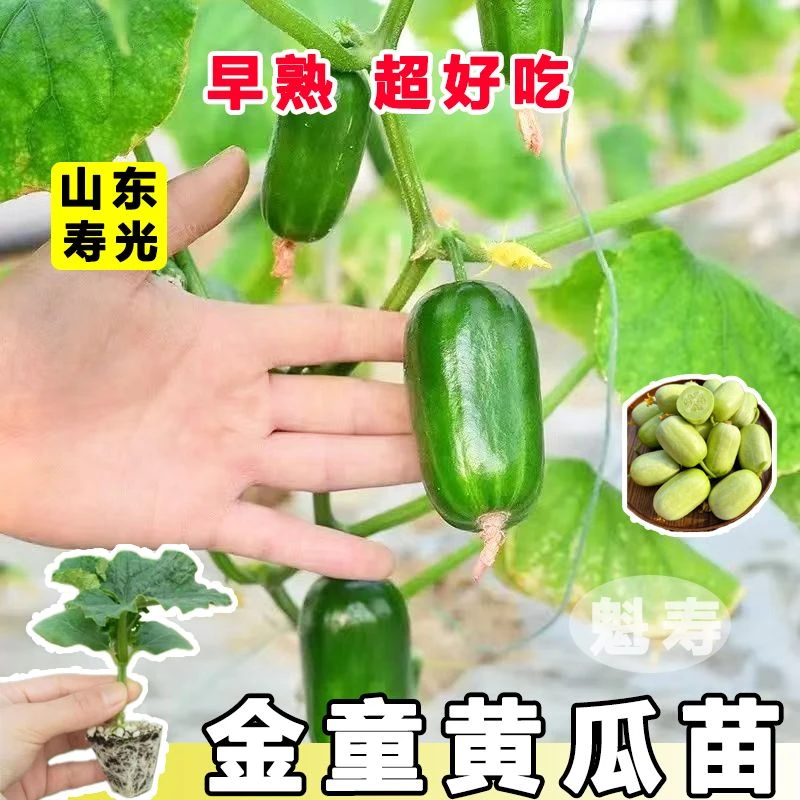 好看又好吃金童玉女黄瓜苗秧带土对版迷你小水果黄瓜种子四季盆栽