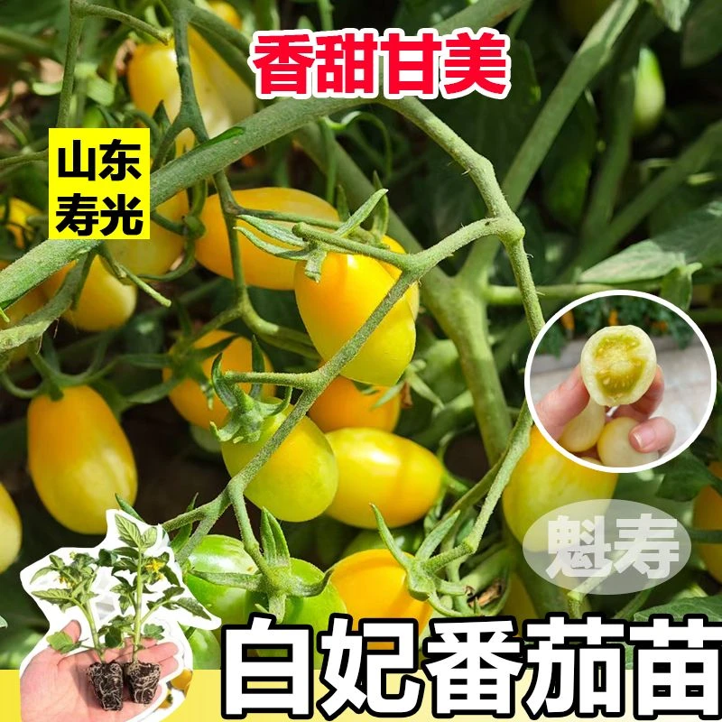 白妃番茄苗子种子秧盆栽四季种植黄圣女果番茄苗樱桃番茄种水果