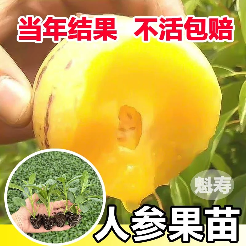 清甜爆汁人参果苗秧苗幼苗四季春秋高产人生果长寿果盆栽穴盘苗