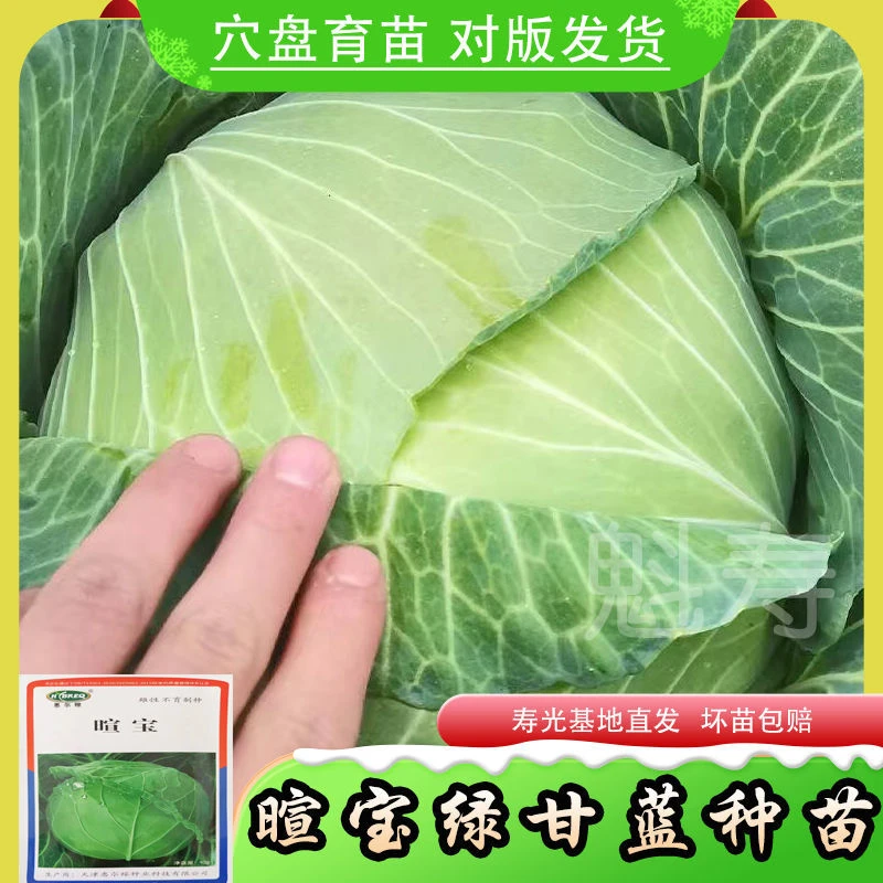 暄宝甘蓝种子籽春秋绿甘兰种子苗四季大头菜卷心菜包菜耐热蔬菜秧