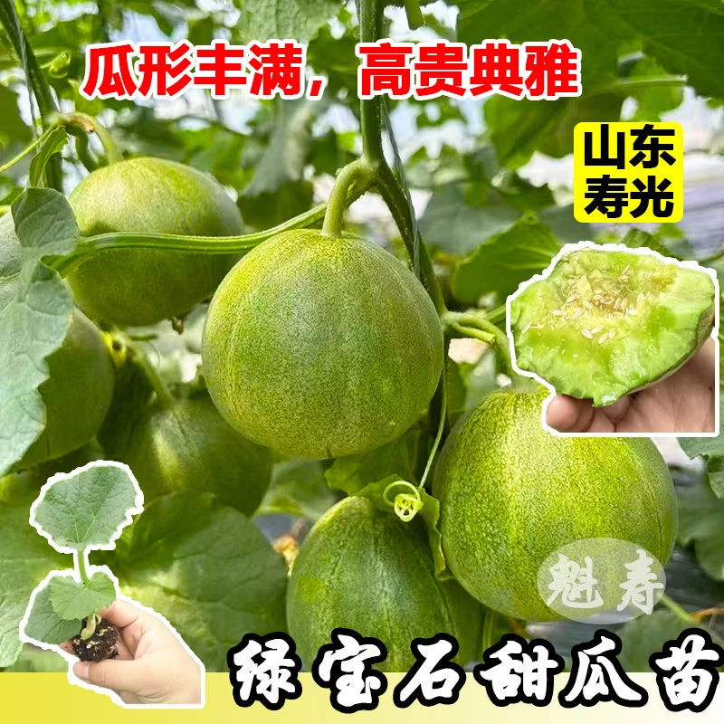 山东寿光高产抗病绿宝石甜瓜秧苗超甜羊角蜜博洋九甜瓜种子盆栽