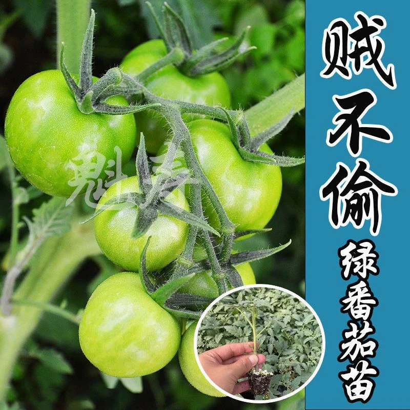 贼不偷绿番茄种子秧苗东北绿色西红柿种籽四季水果蔬菜沙瓤青柿子
