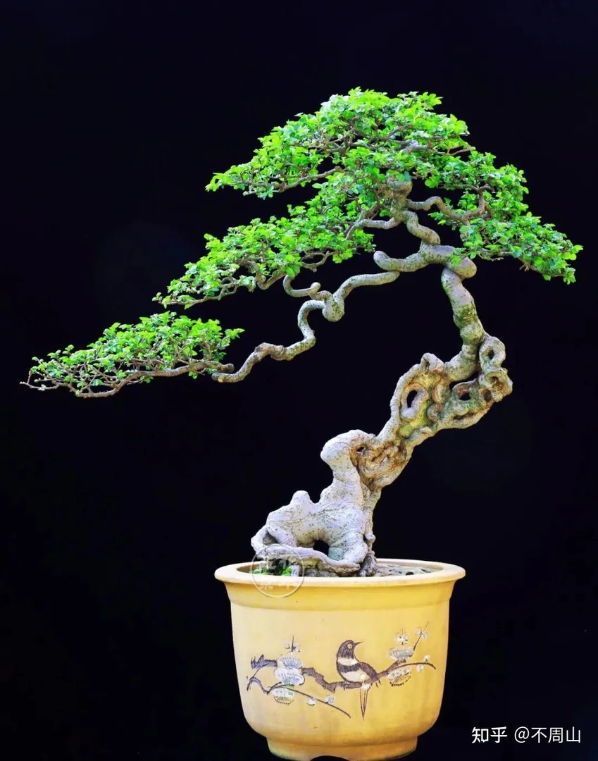 黄荆盆景【一物一拍】