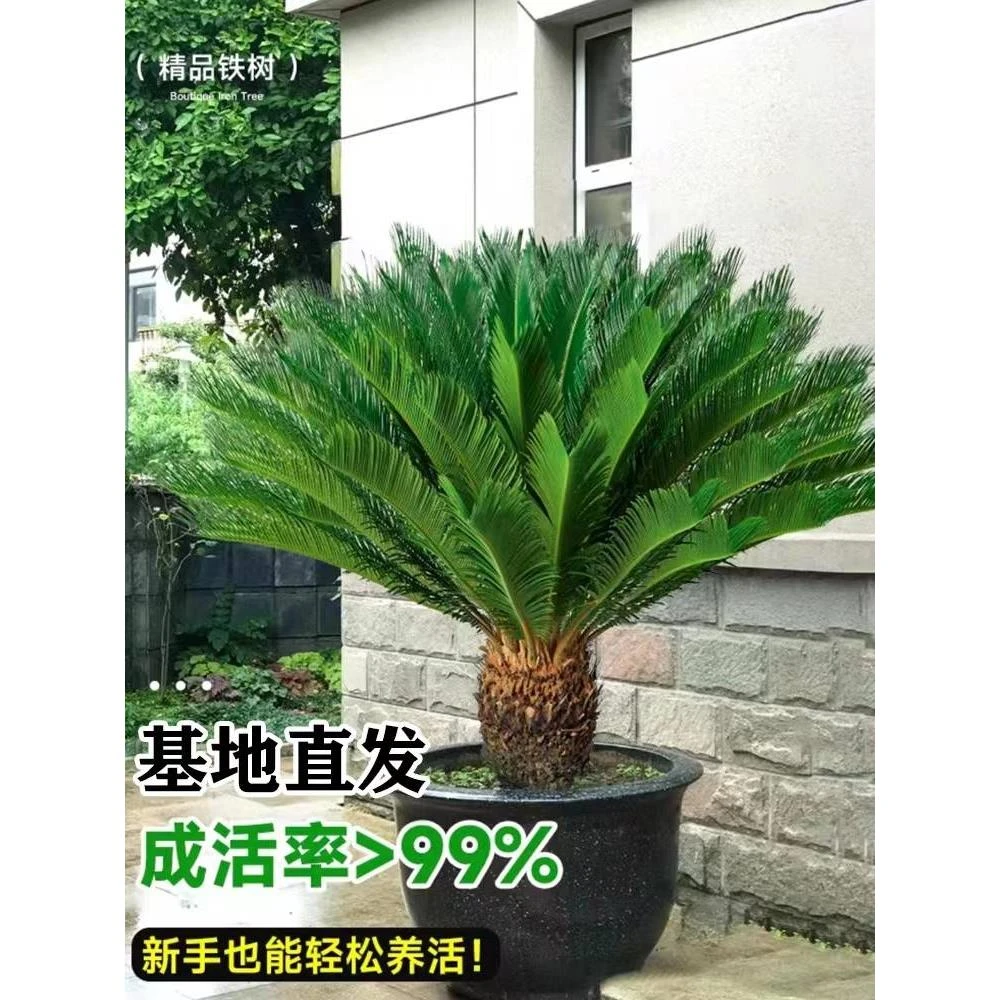 铁树盆栽室内外客厅四季常青耐寒大盆景苏铁庭院别墅工程绿化树苗