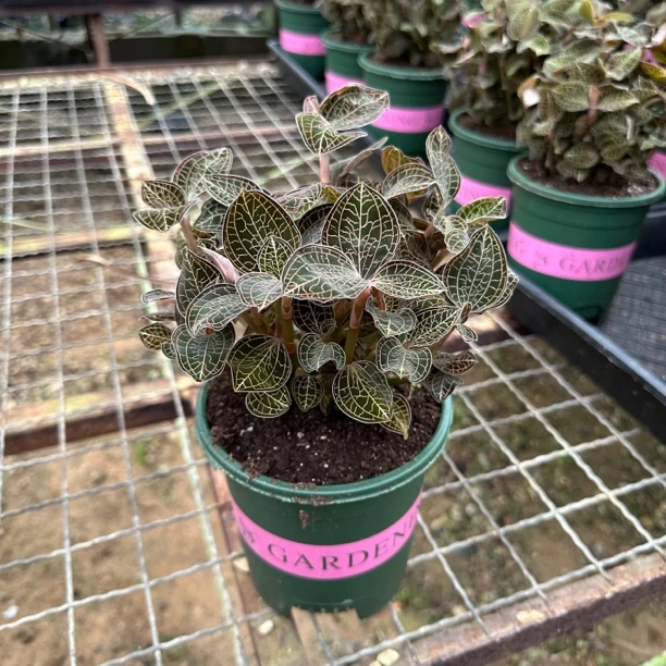 大圆叶金线莲绿植盆栽