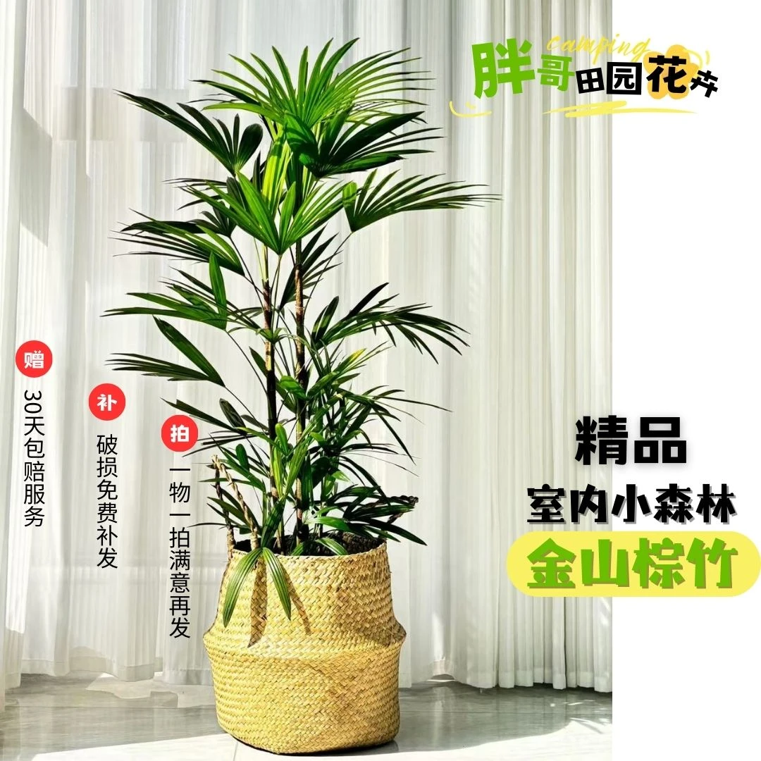 金山棕竹盆栽土培植物室内绿植观叶四季常青不掉叶净化空气竹子
