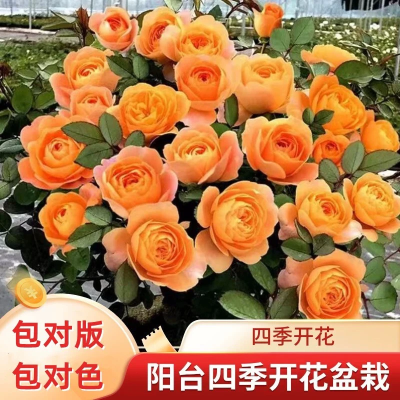 果汁阳台爆花月季四季开花机器新疆过冬