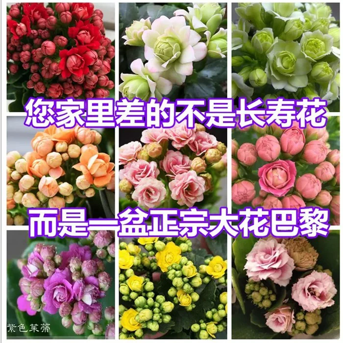 长寿花大花中盆长寿带花带花苞发货新疆包邮