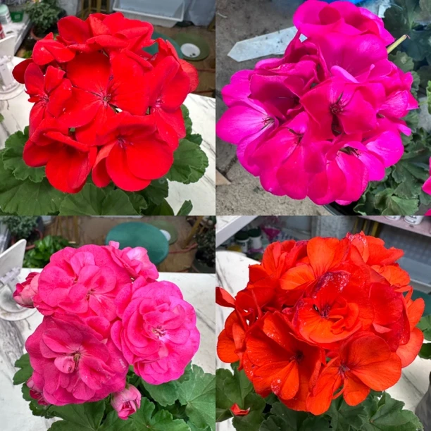 天竺葵新疆本地花卉四季开花室内好养包邮