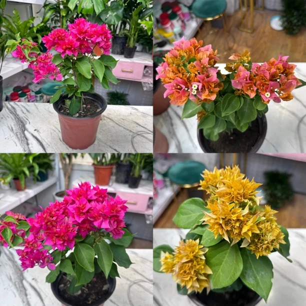 【重瓣精品三角梅】耐晒四季开花新疆包邮