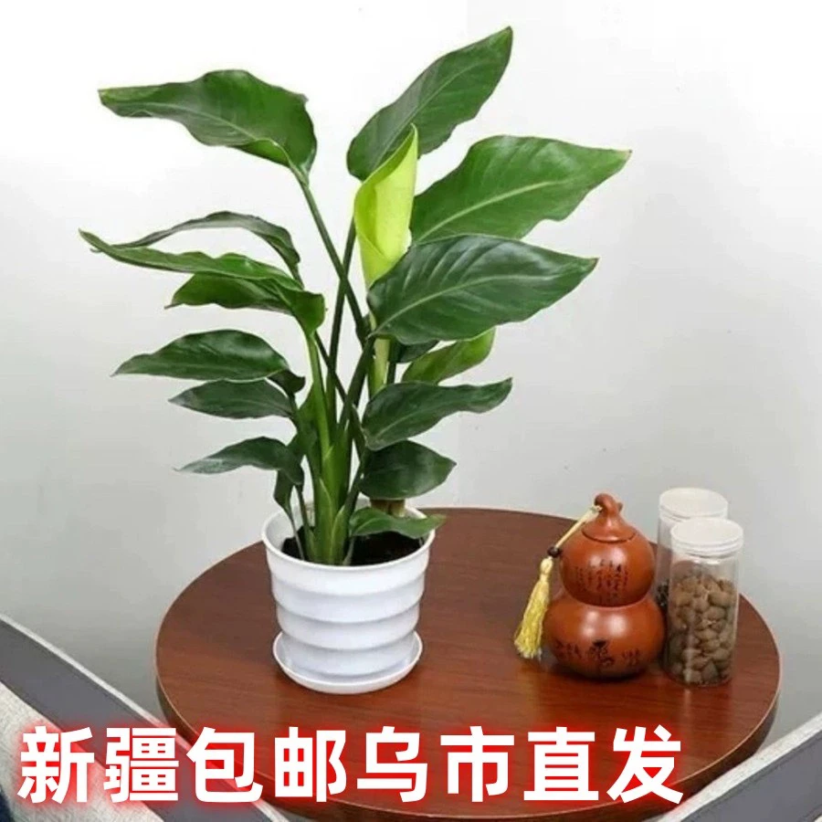 天堂鸟小盆鹤望兰乌鲁木齐发货包邮