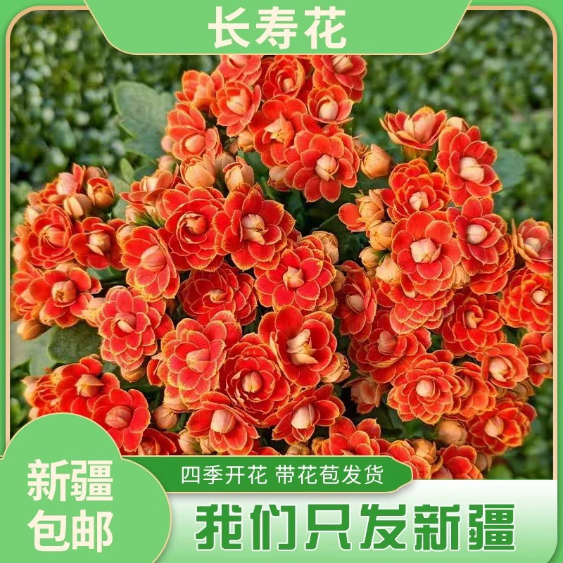 金狐狸大花长寿 新疆包邮