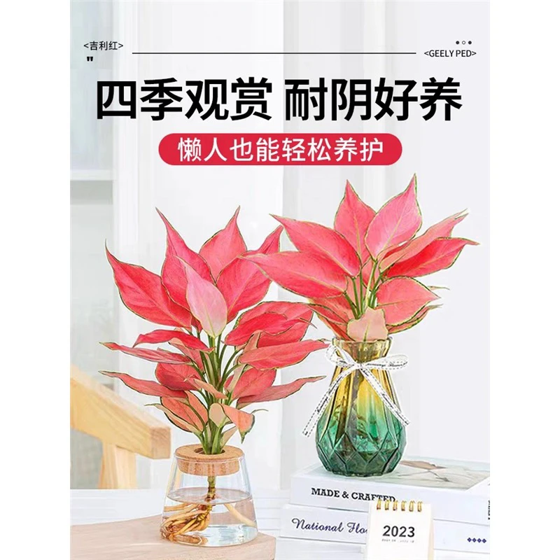 水培如意皇后吉利红室内好养新疆包邮