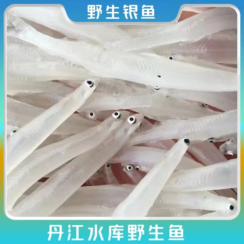 淅友[丹江银鱼]丹江口水库银鱼宝宝辅食新鲜速冻淡水银鱼送礼品装