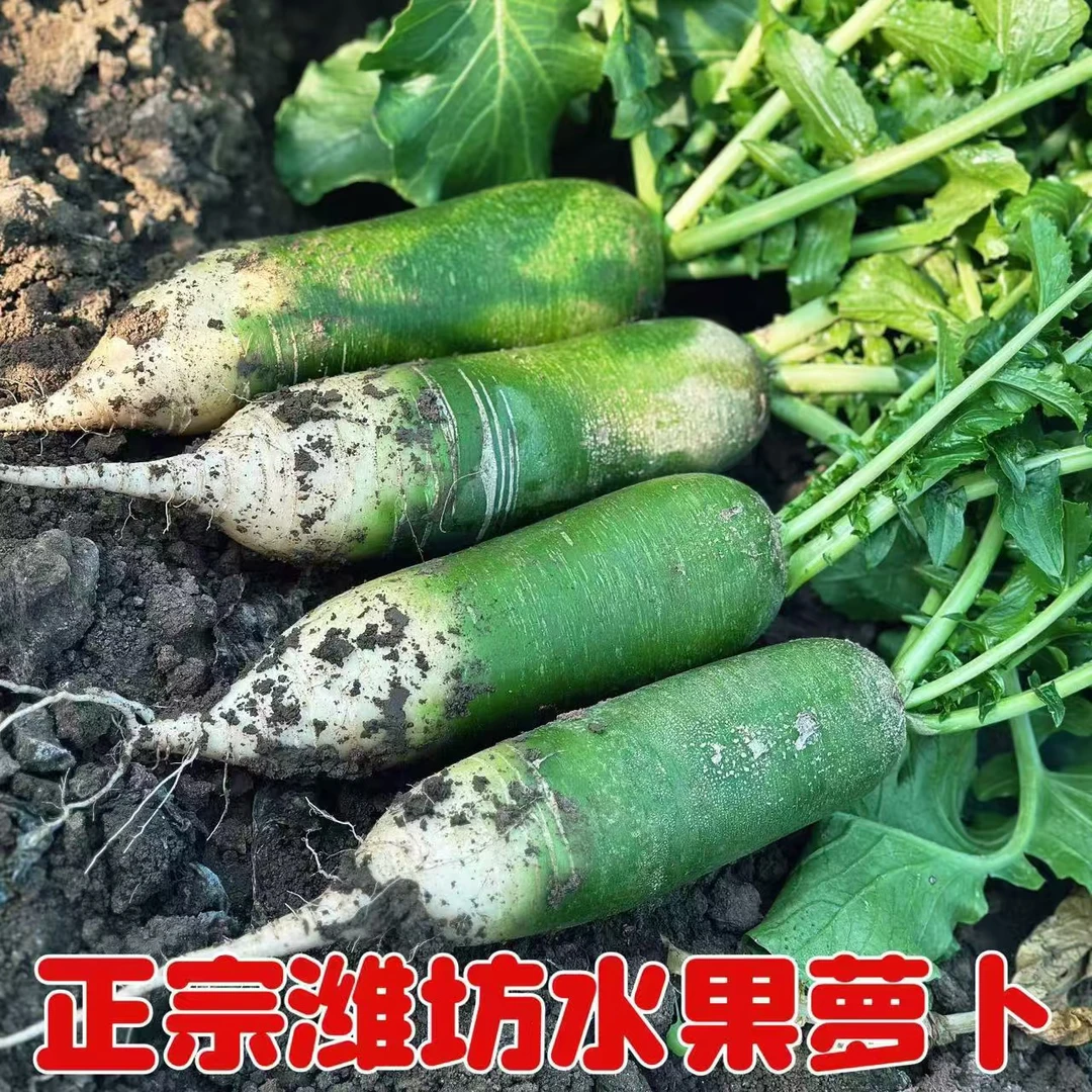【 正宗】潍坊固堤瓜茬水果萝卜自家种植现拔现发青皮萝卜脆甜生吃
