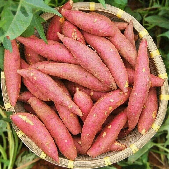 苗家圆圆海南板栗拇指番薯1斤装 （单果1两以下）新鲜现挖 粉糯香甜
