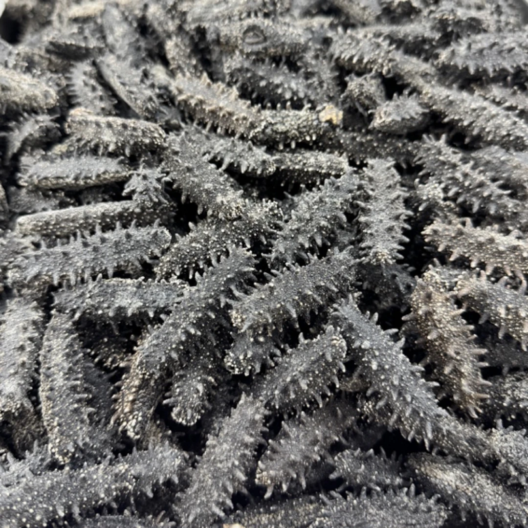120头俄罗斯海参红参9.5-足干