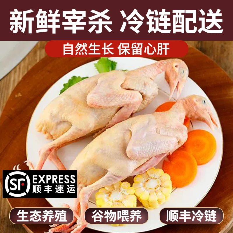 顺丰包邮现宰现发农家散养五谷杂粮喂养散养新鲜营养老鸽子坏包赔