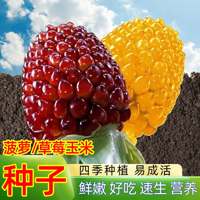超甜草莓玉米种子鲜食生吃阳台庭院玉米种子水果玉米种子蔬菜种子