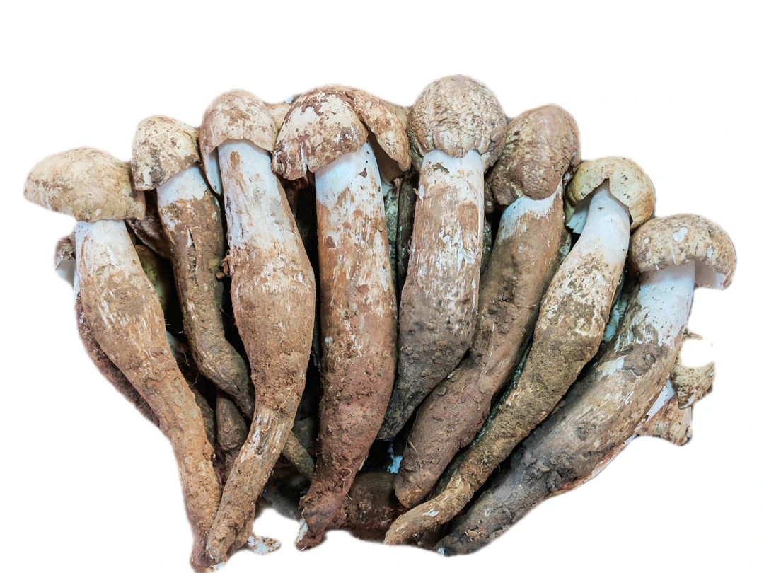 野生新鲜鸡枞菌1000克