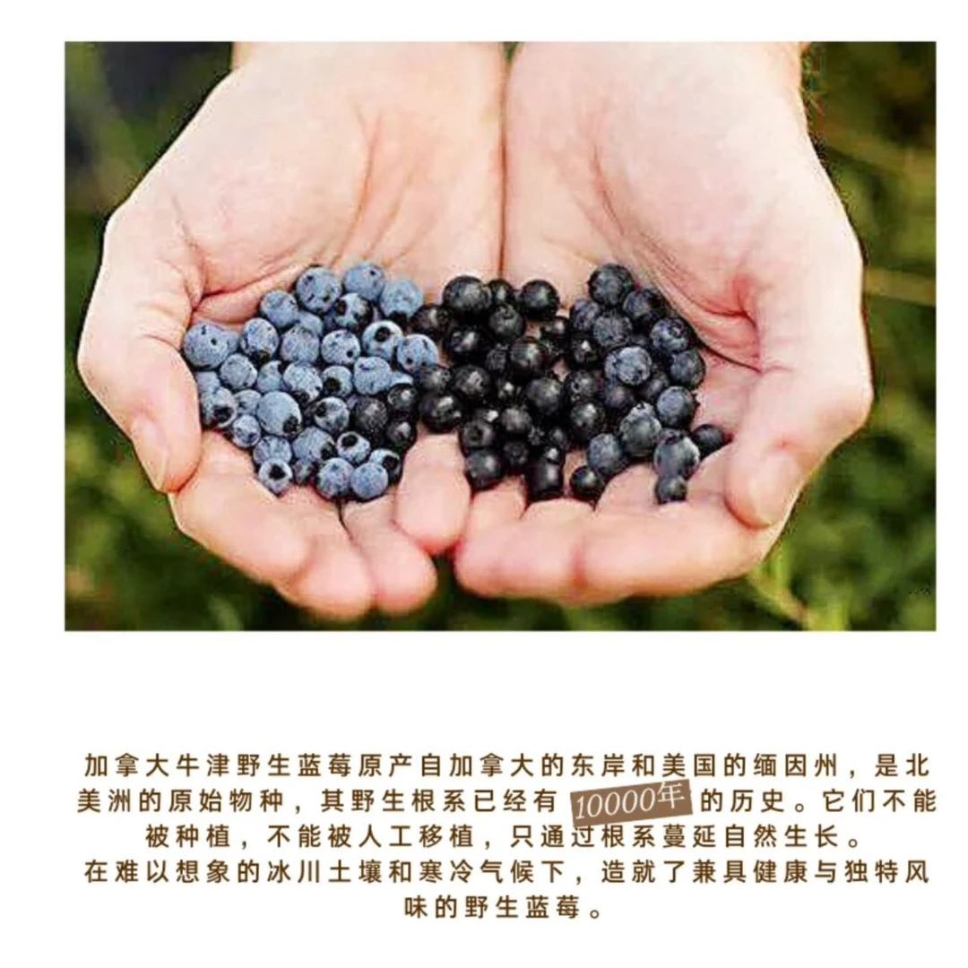 （国庆活动）加拿大野生蓝莓（顺丰冷链发货）