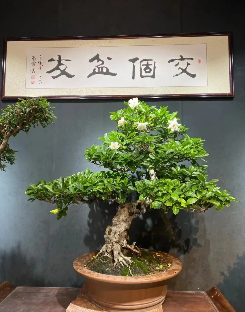 高山栀子花适合各种茶艺庭院办公室等链接勿拍客厅大型室内空间