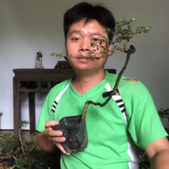 原生百日红盆景盆栽