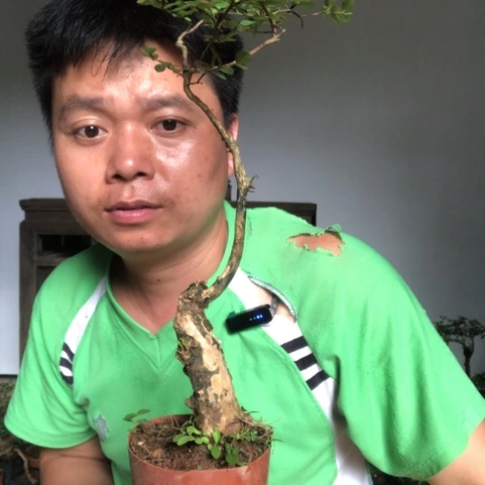 原生百日红盆景盆栽