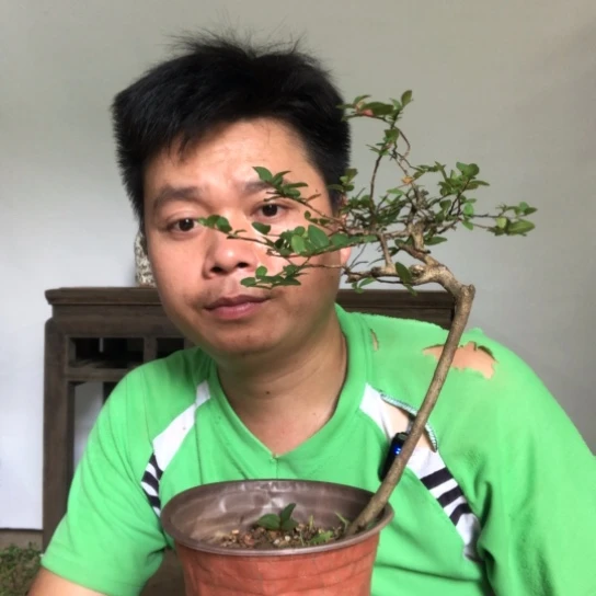 盆景素材盆栽花卉