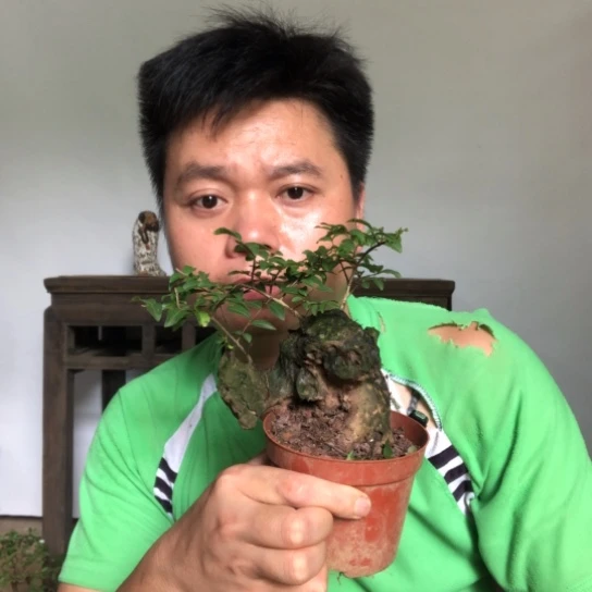 盆景素材盆栽花卉