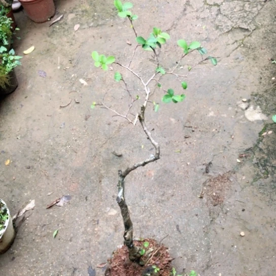 盆景素材盆栽绿植