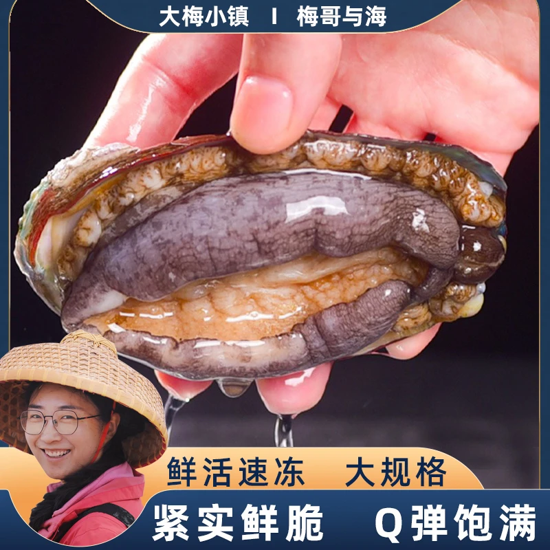 新鲜鲜活速冻大个鲍鱼单只活体速冻连云港10-12头带壳鲍鱼3包24只