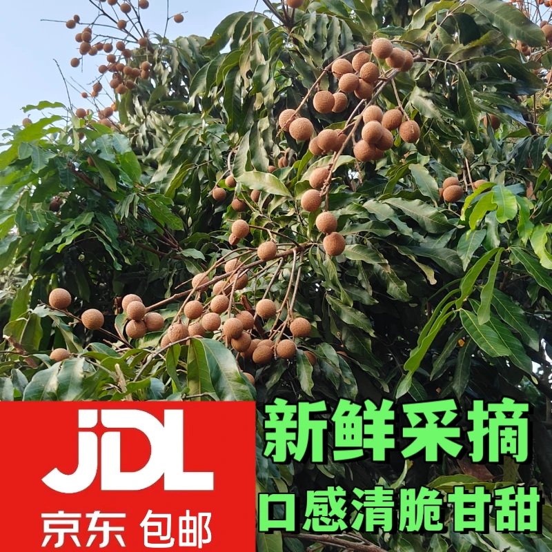【京东包邮】整箱新鲜采摘当季水果泸州蜀冠桂圆龙眼3/5公斤