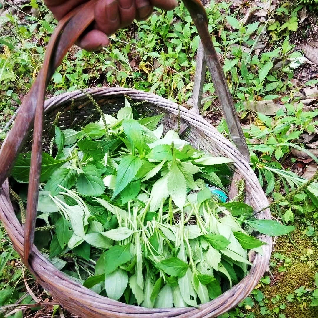 新鲜苦菜福建新鲜野生现摘现发煲汤祛火绿色天然苦婆菜500g食用