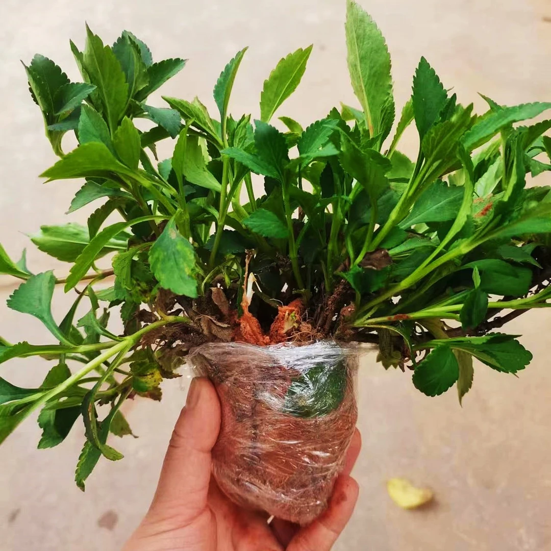 苦菜苗 白花败酱草苗 新鲜苦菜苗200克农产品