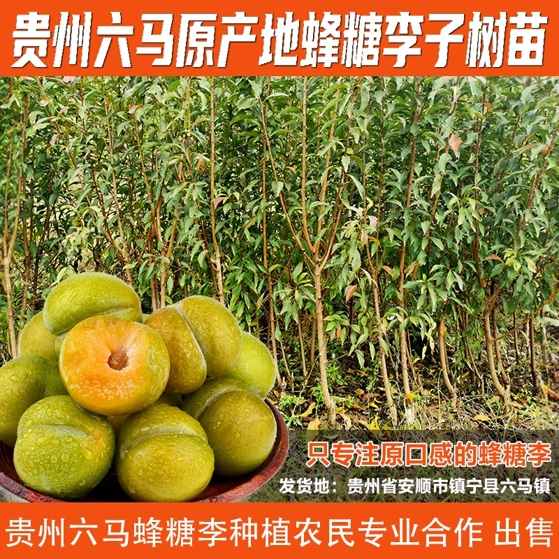蜂糖李子树苗贵州安顺镇宁六马嫁接苗正宗原产地黔李友稀有果树苗
