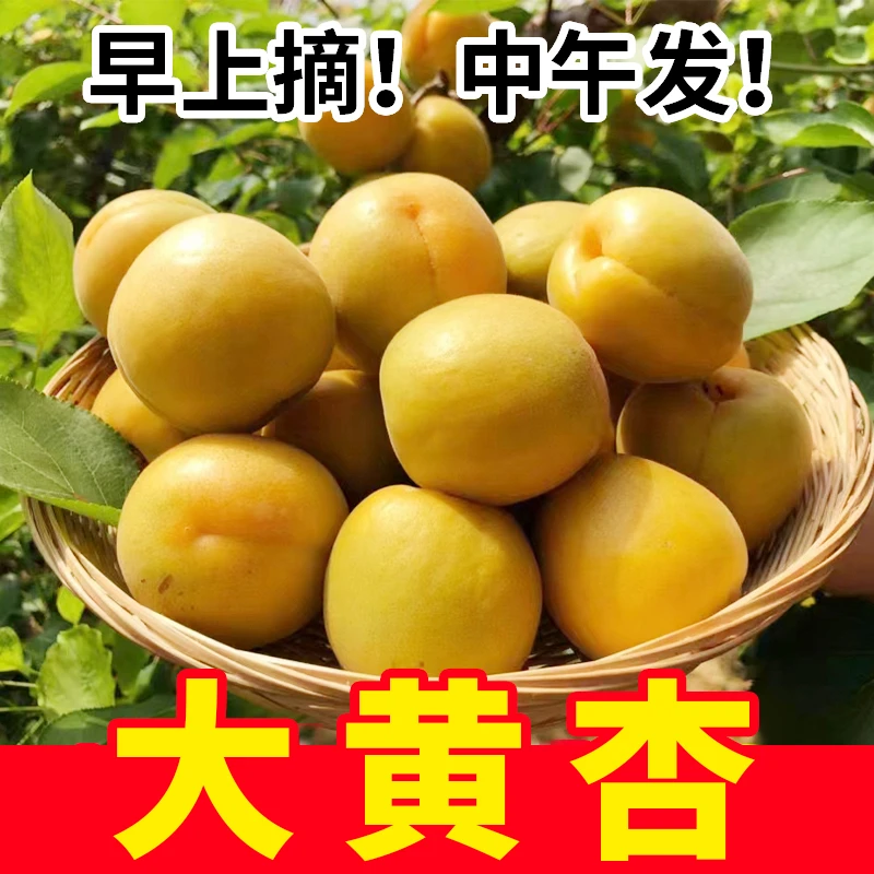 正宗大黄杏金太阳现摘应季新鲜水果酸甜孕妇水果1-5斤整箱包邮