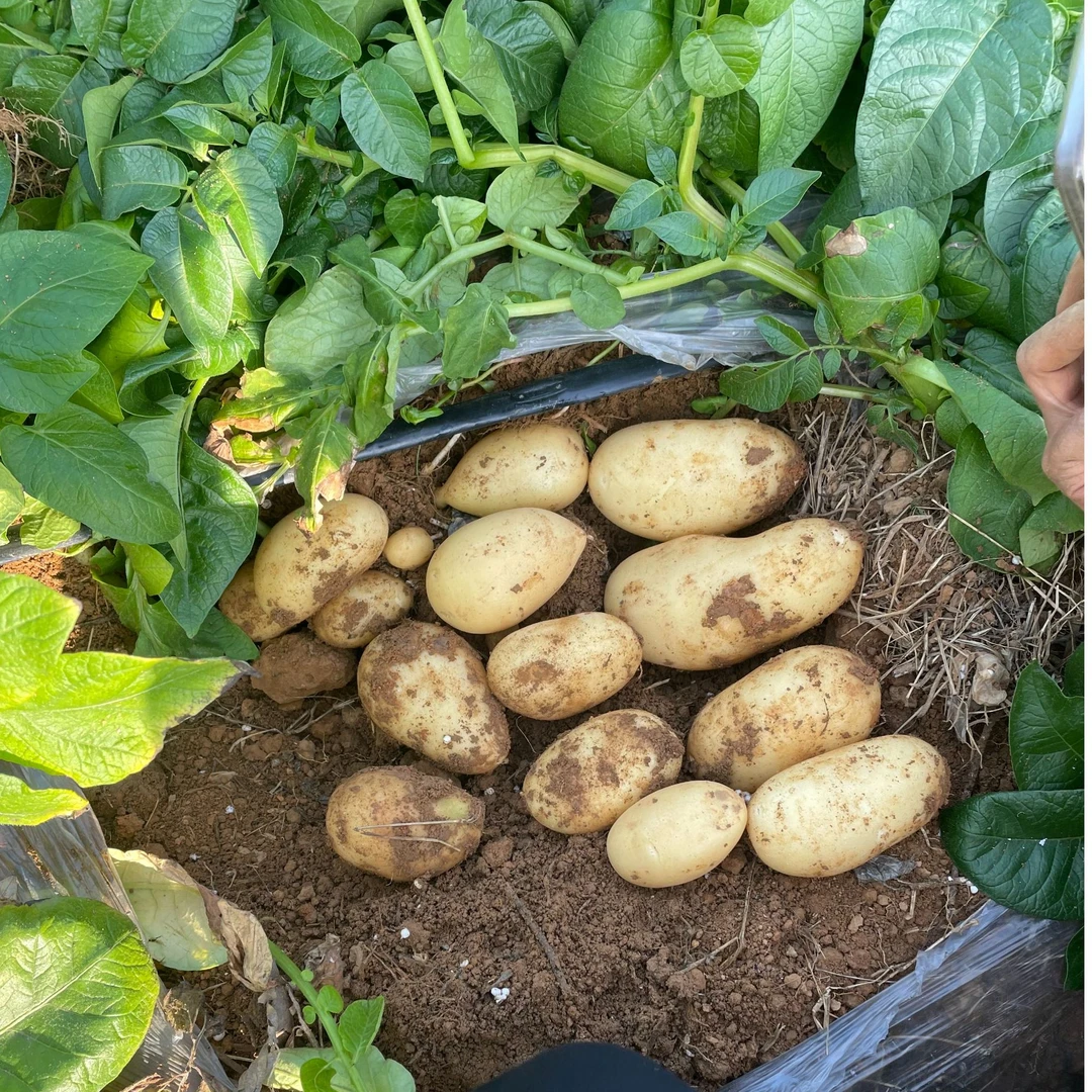 贵州高山米拉洋芋黄皮黄心土豆本地马铃薯新鲜现挖包邮3/5/10斤