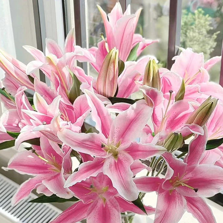 云南基地鲜花单瓣香水百合马龙